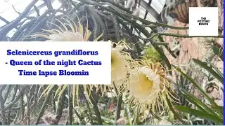 Selenicereus grandiflorus | Queen of The Night Cactus| 
Time Lapse