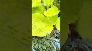 5 Hosta & Perennial Plant Pairings for Your Part-Shade Garden | Amsterdam Garden Centre