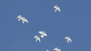 полёт Будапештских высоколётных голубей 06 02 2023г