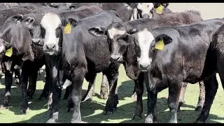 J&J Cattle Co: Black Whiteface Replacement Heifers