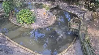 St. Augustine Alligator Farm LIVE 24/7