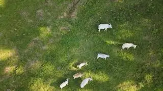 Contabilizando Gado com Drone DJI mini 5 PRO