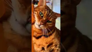 True Love ❤️ 🐈 I Love You!