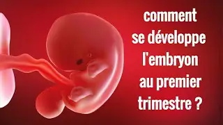 Le développement de l'embryon au premier trimestre : semaine par semaine