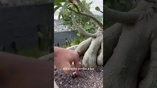 Fototropismo e o crescimento das raízes das plantas