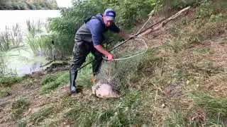 сазан
