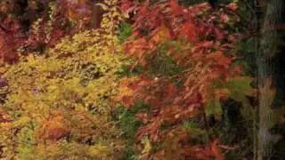 A Walk in the Forest - Brian Crain