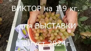 ВЫСТАВКА и подготовка к ней 2024г