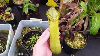 Species Spotlight: Nepenthes hamata