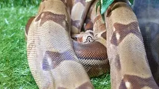 GREAT INTERVIEW WITH FAMOUS TERRARIUMISTOV OF MINSK!RARE PETS!WHITE PYTHON MORPH SUPER RUSSO!!!