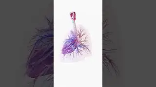 #3d || Lungs 3d animation || heart💖 3d animation | Science animation shorts|#heart #lunges#science