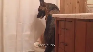 Dog Using The Toilet And Flushing