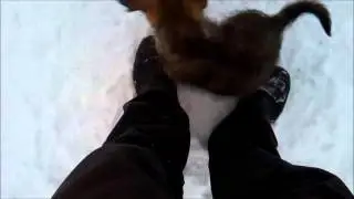 Дом для щенков около Дома печати в Йошкар Оле