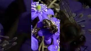С ёжиком о цветах: ПЕРЕЛЕСКА БЛАГОРОДНАЯ (Hepatica nobilis) 