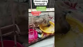 Alasan Kenapa Anjing Menggigit. Semata bukan hanya karna terjangkit  rabies.