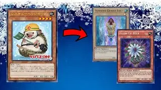 Rescue Hedgehog in Rikka Sunavalon! Theory & Combo