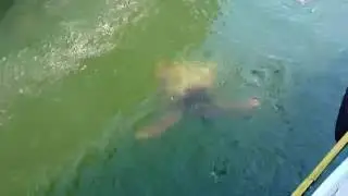 Эпизод - черепаха Карета - слияние реки Дальян и Средиземного моря