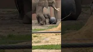 African Elephant - #african #elephant #toledo #zoo #ohio #usa #animals #animal #africa #baby #trunks