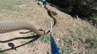 Thrilling Mozambique Spitting Cobra catch!