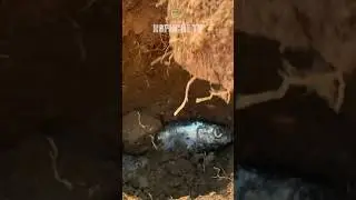 Покладіть це в лунку при посадці томатів і забудьте про підживлення 