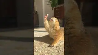 Poppy the Prairie Dog doing her golden hour stretches 