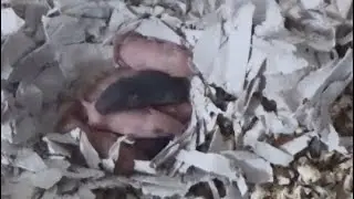 Их все таки 8! Мышата метисы (их отец японская мышь)