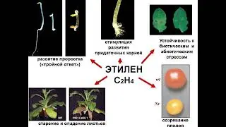 ростовые вещества!!!
