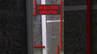 Нашествие комаров в Таганроге #чп #ЧС #животные #катаклизмы #природа