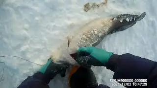 Checking hooks for burbot 02 December 2021