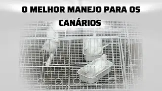 O MELHOR MANEJO PARA OS CANÁRIOS