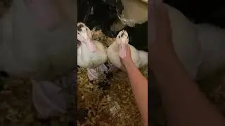 Индоутки в квартире