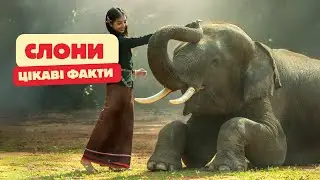 10 цікавих фактів про слонів | канал Мандруючи Світом