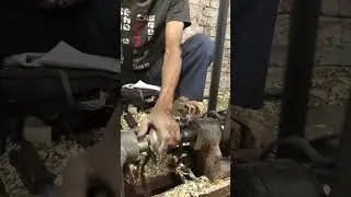 working a wood lathe #woodworking #lathe #amazingskills #howitsdone #woodworkingtools #tools