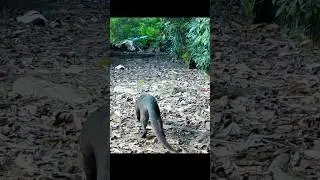 Jaguarundi Baby!! (Onza Cat) Trail Cams Footage