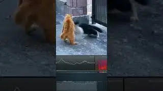 Black cat vs Orange cat fight sound analysis 