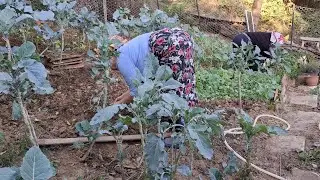 KIVIRCIK LAHANA FİDESİ DİKTİM BAHÇEYE ‼️‼️