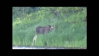 Лось и трясогузка  Видео С  В  Кондруховой