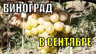 Виноград в сентябре
