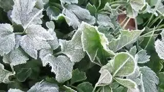 Уильям Шекспир. Сонет 6.