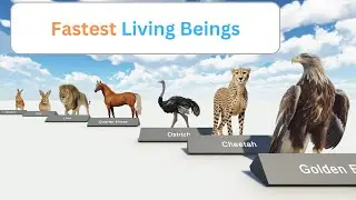 Fastest Living Beings in the world comparison in 3d | Ridge World | Fastest Animals in the world