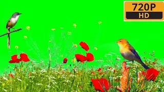 beautiful nature green screen  effect |Green screen effect Minhaj |Beautiful Nature green screen, HD