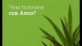 Сок Алоэ: инструкция по применению