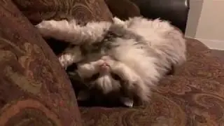 Ferdi - Floofy Cat!