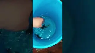 Анциструс вуаль