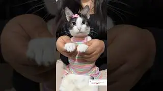 Califiquen mi baile😻 #viral #gatos #michi #shortvideos #cat #michis #shorts #parati #cats #pets