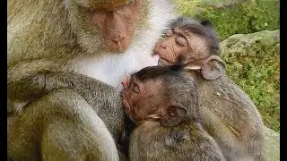 So pity ! Small baby Lori No mom care, Baby Lori hungry sleep on chest  Maria dream old Mom's Milk.
