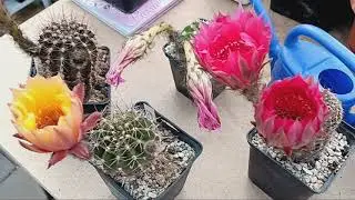 Эхинопсисы цветут бесподобно.Эпифиллум красивенный.Kakteen.
