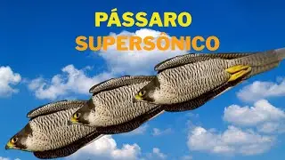 O Animal Mais Rápido do Mundo: Você Não Vai Acreditar na Velocidade Desse Pássaro!