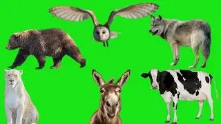 🐈Green Screen Animal  video🦖 