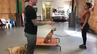 Leash reactive dog training  Dog reactivity training